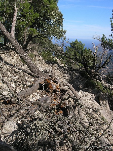 2006_11_23 12_06_14 OLYMPUS DIGITAL CAMERA         